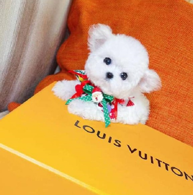 тедди пудель