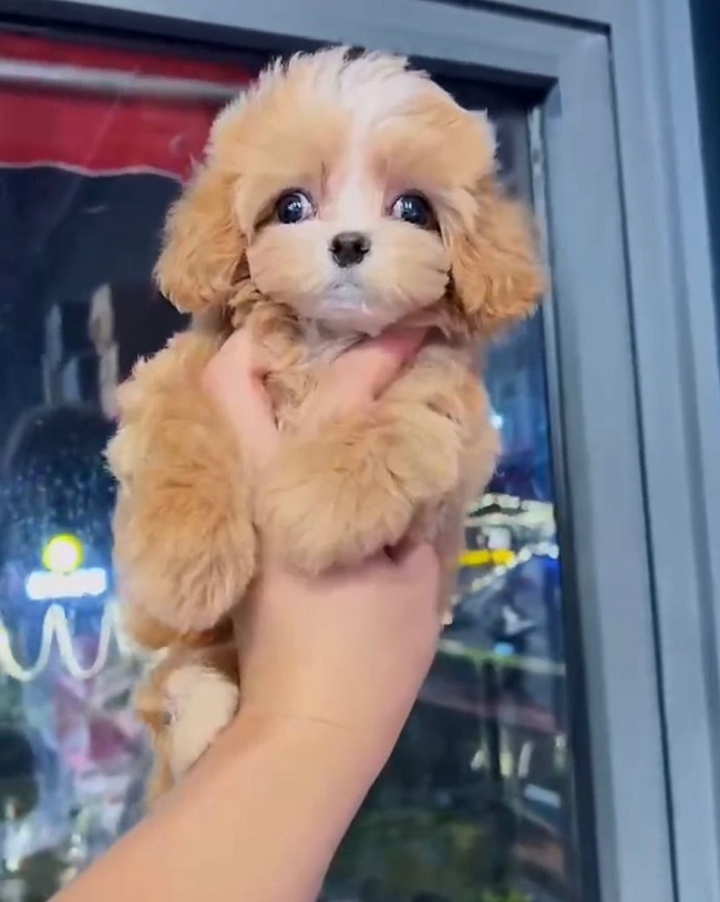 микро пудель