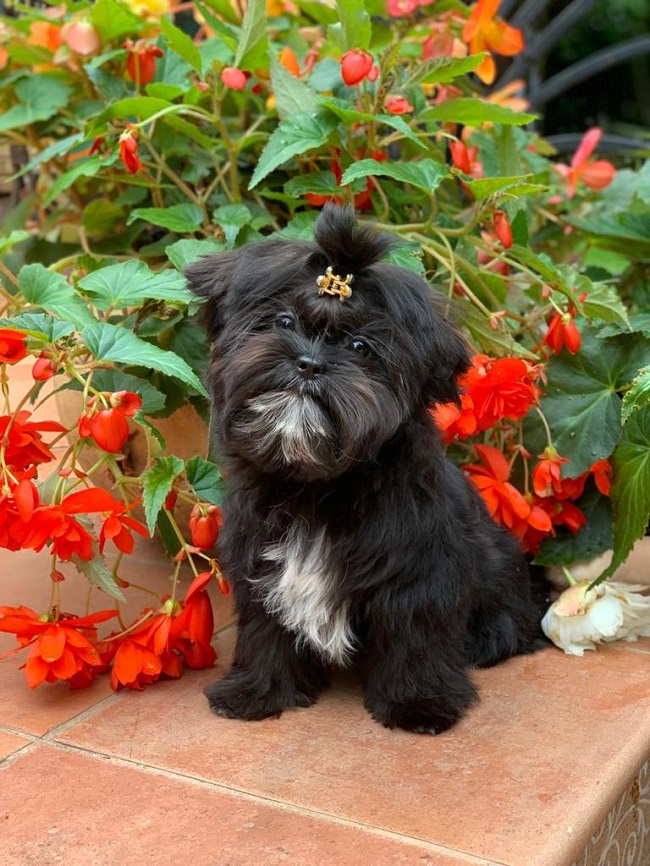 микро пудель