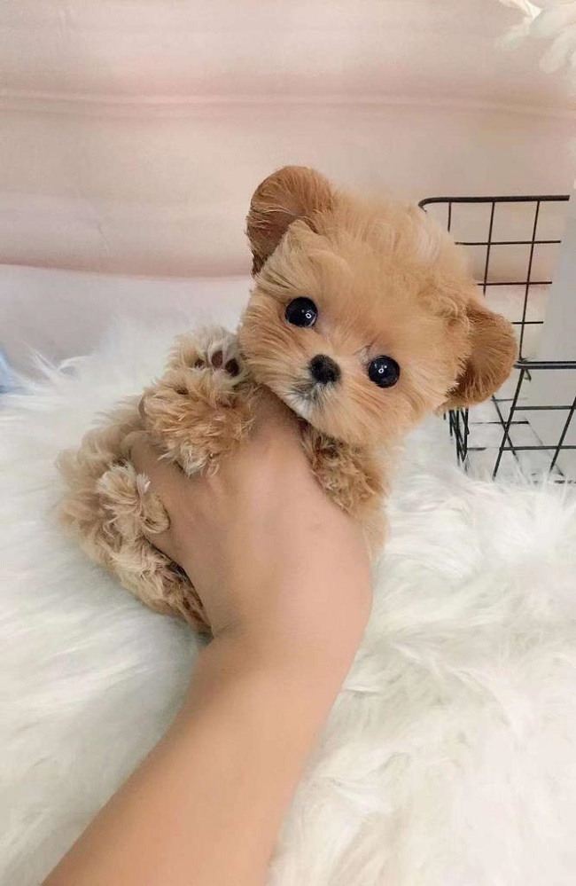 микро пудель