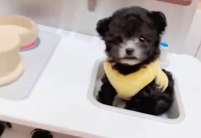 тедди пудель