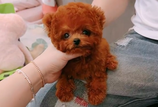 тедди пудель