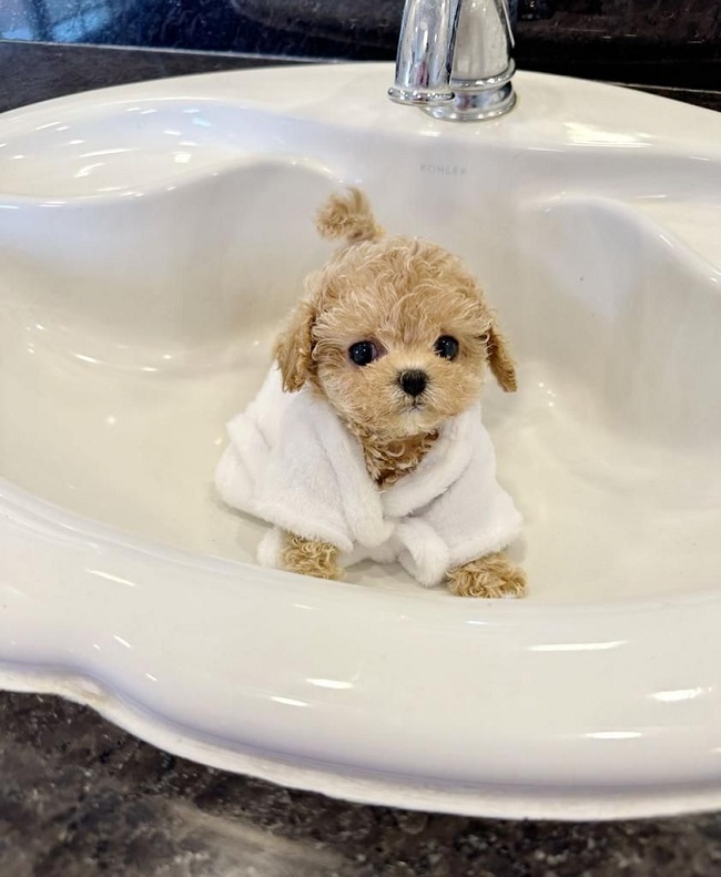 тедди пудель