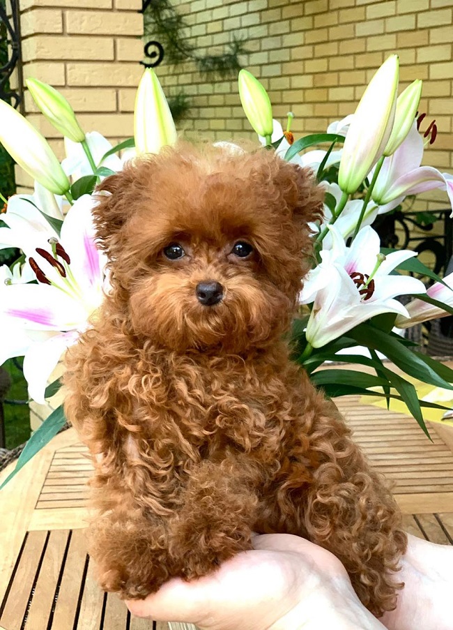 тедди пудель