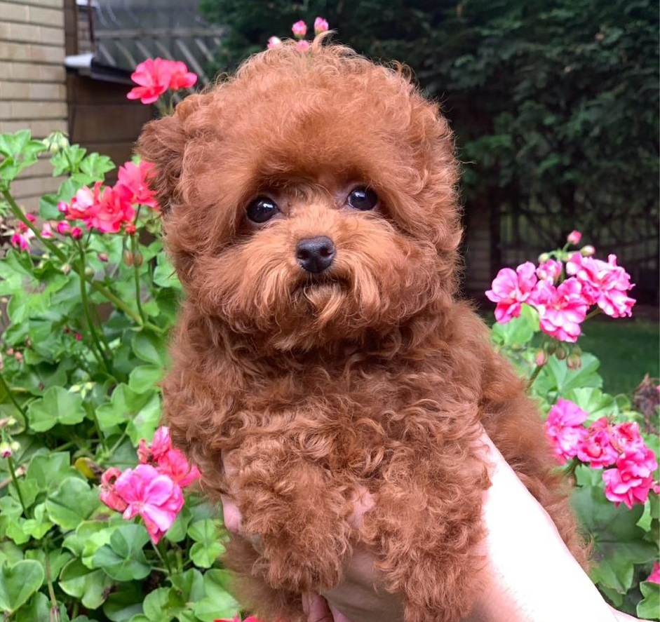 тедди пудель