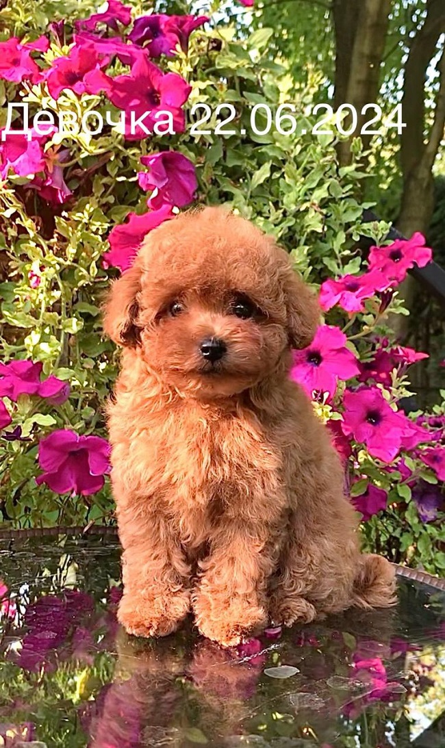 той тедди пудель