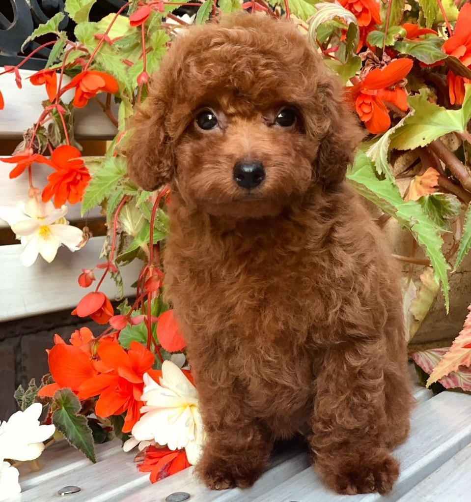 той тедди пудель