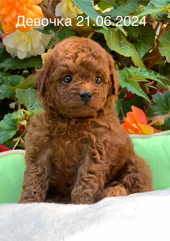 той тедди пудель