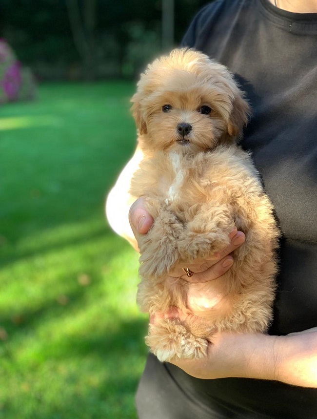 щенок мальтипу