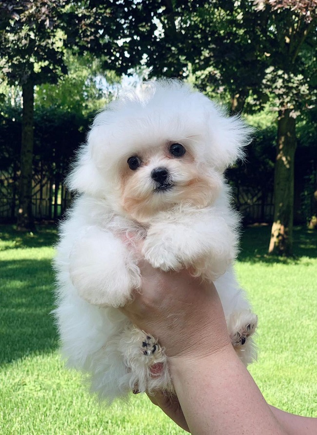 купить щенка бишон-фризе