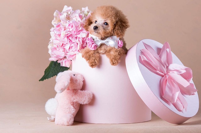 микро пудель