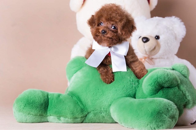 микро пудель