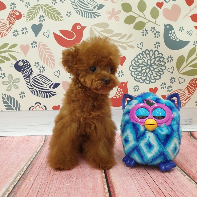 микро пудель