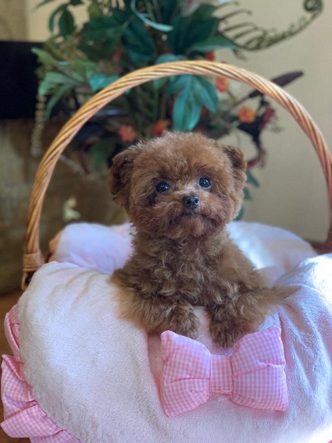 микро пудель