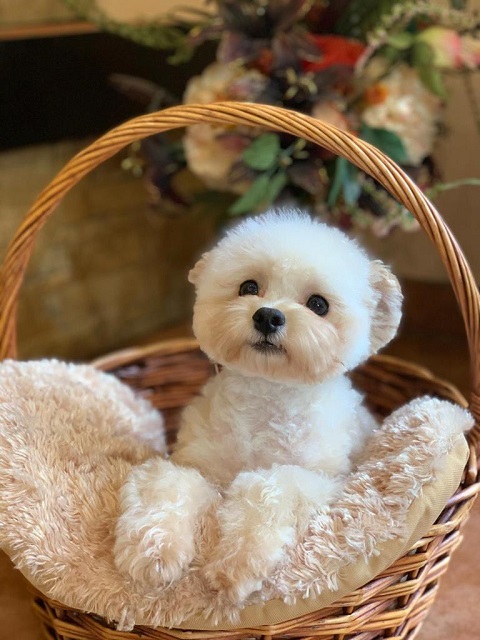 микро пудель