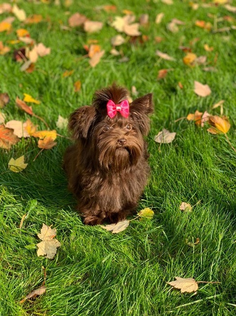 купить шоколадного йорка