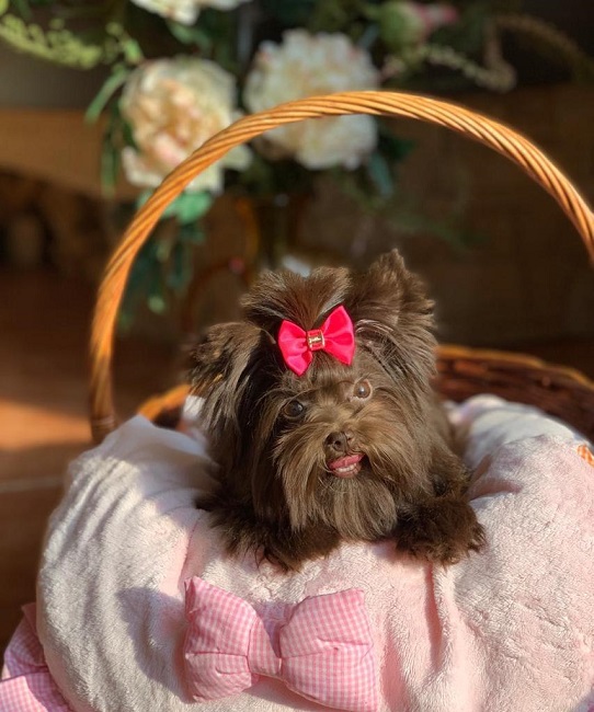 купить шоколадного йорка