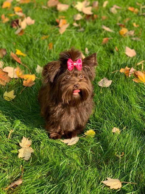 купить шоколадного йорка