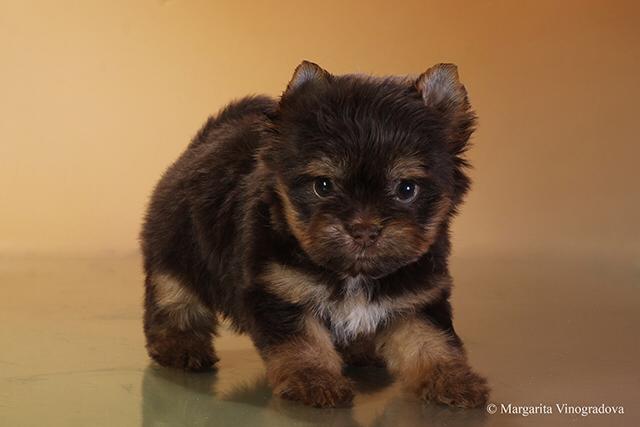 купить шоколадного йорка