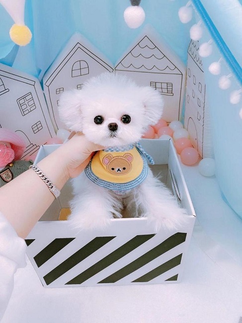 микро пудель