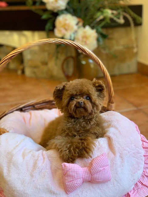 микро пудель