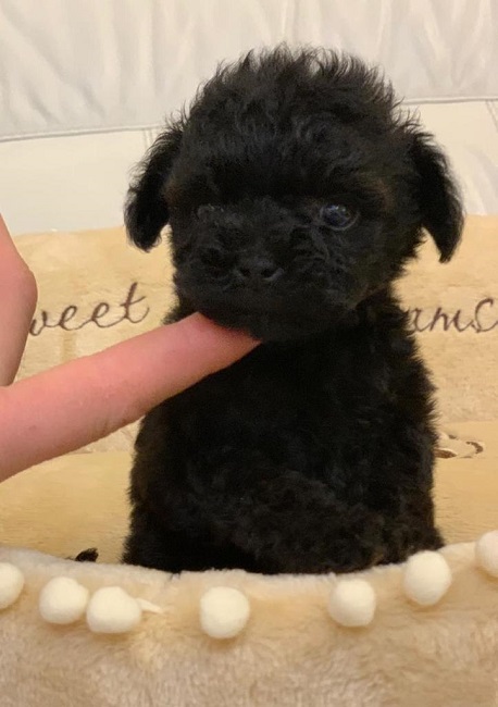 микро пудель