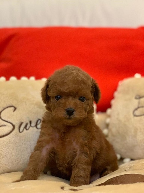 микро пудель