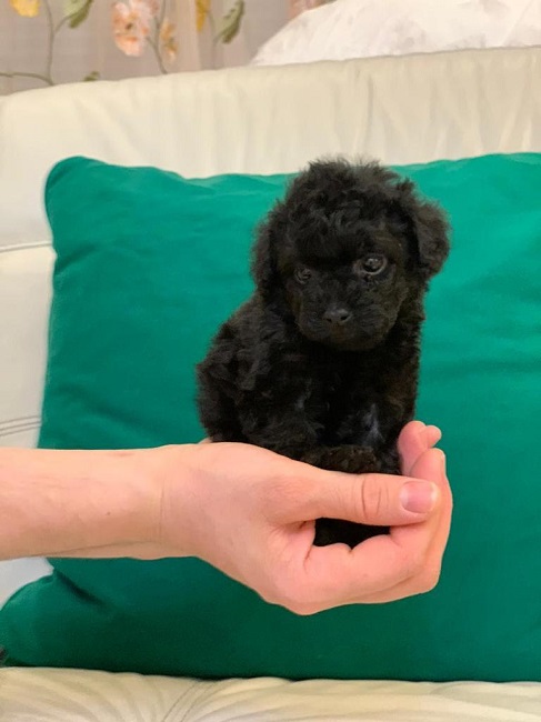 микро пудель