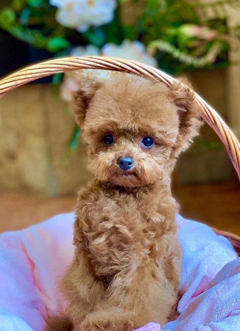 микро пудель