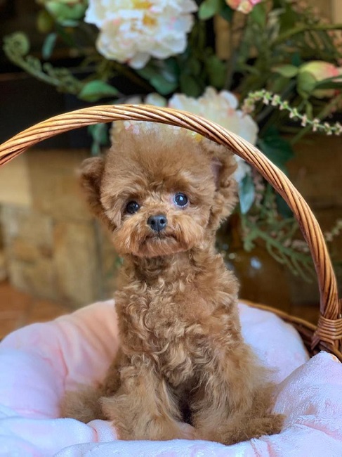 микро пудель