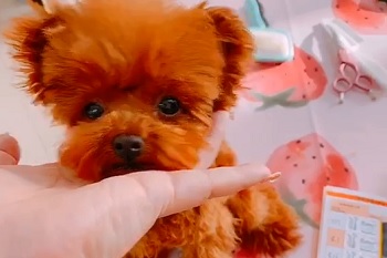 микро пудель