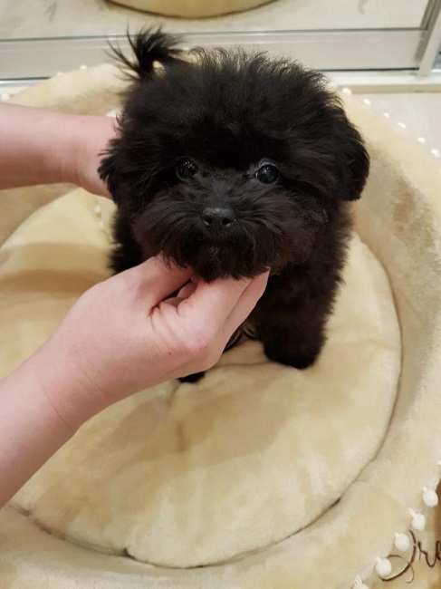 микро пудель