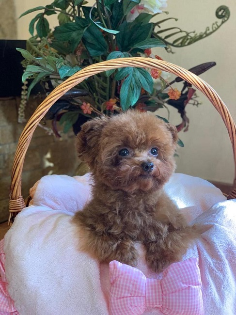 микро пудель