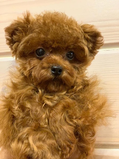 микро пудель