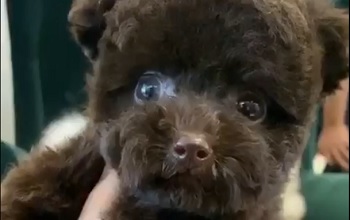 микро пудель