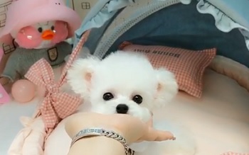 микро пудель