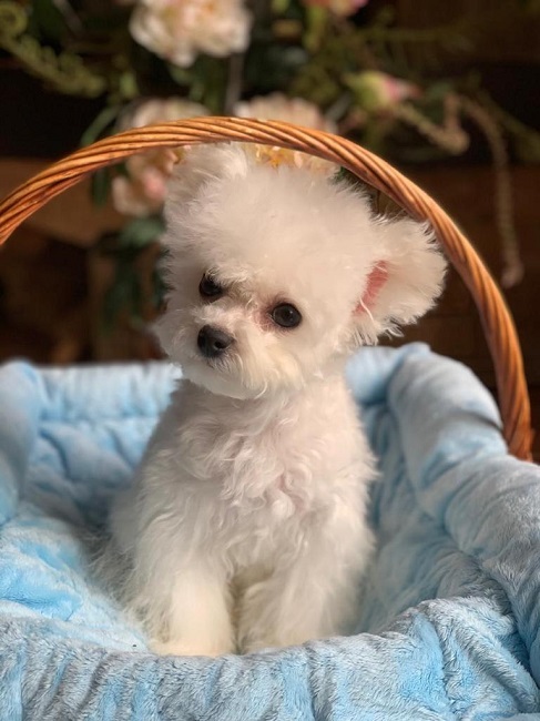 микро пудель