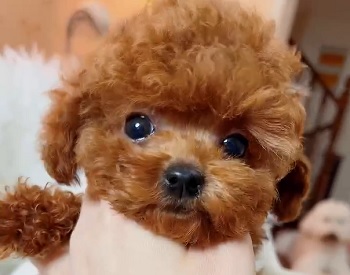 тедди пудель