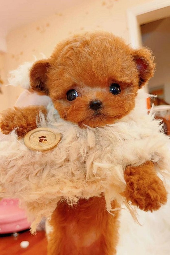 тедди пудель