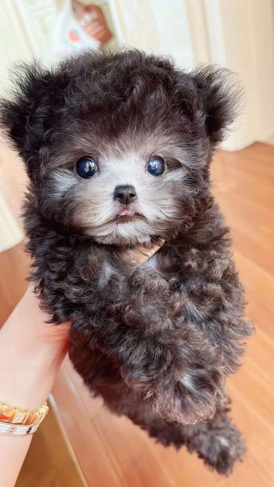 тедди пудель