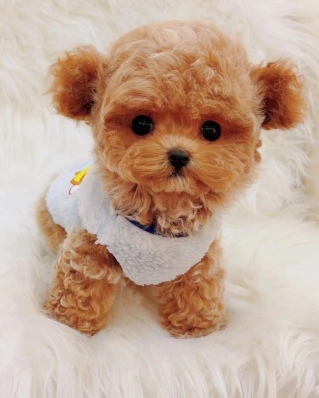 тедди пудель