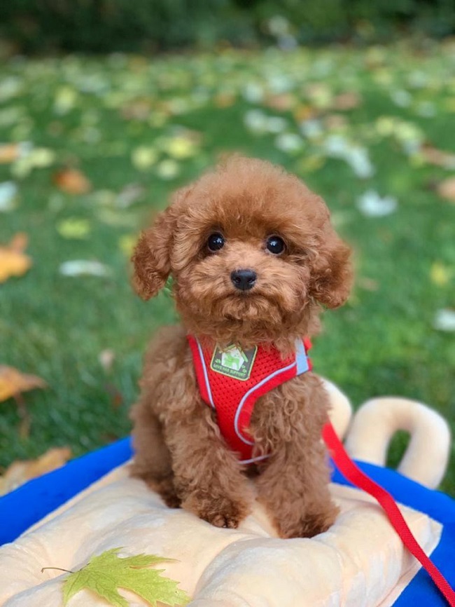 тедди пудель