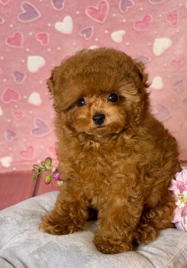 тедди пудель