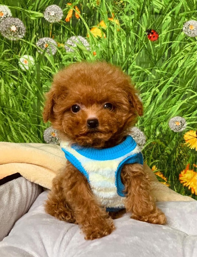 тедди пудель