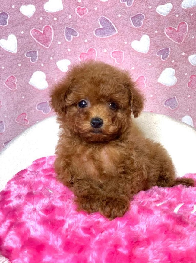 тедди пудель