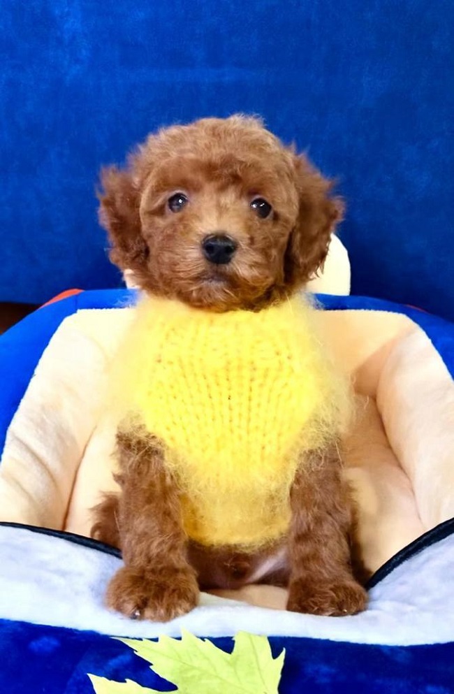 тедди пудель