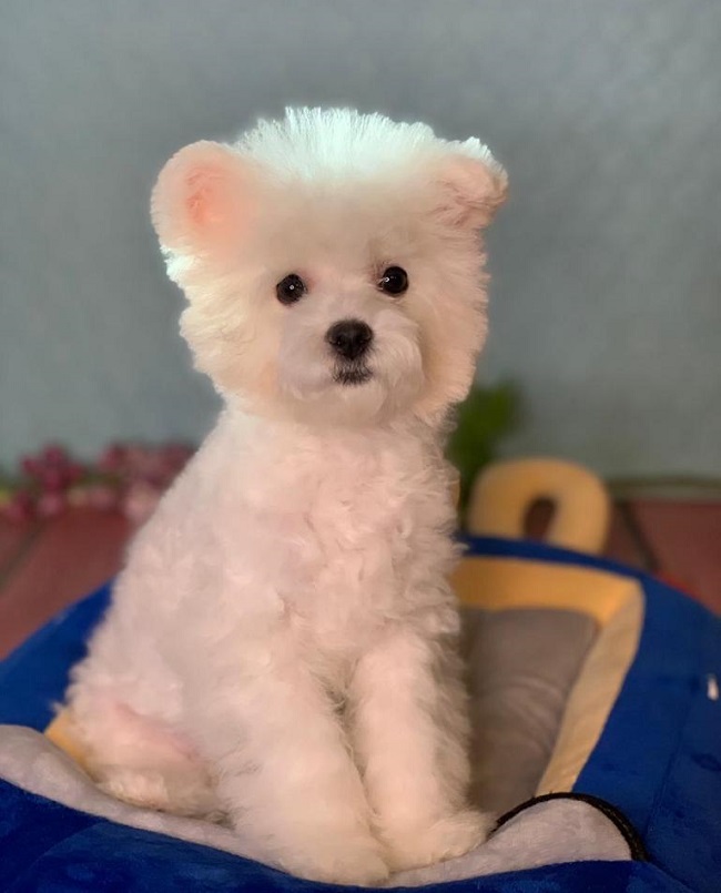 тедди пудель