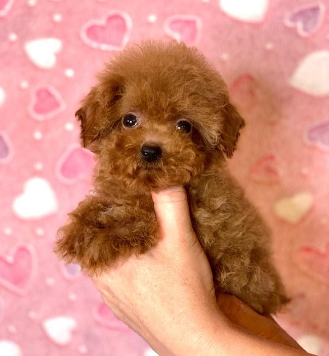 тедди пудель