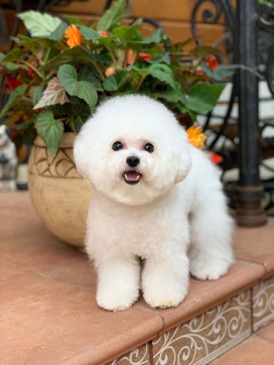 тедди пудель