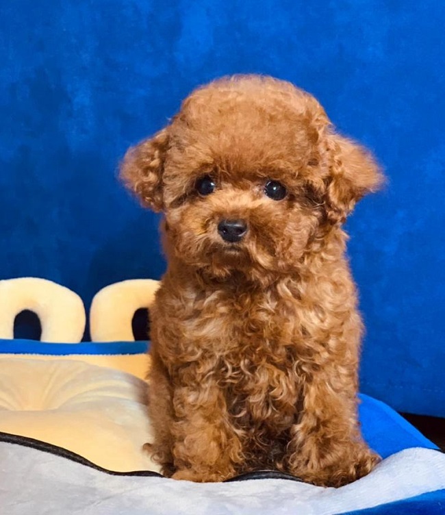 тедди пудель